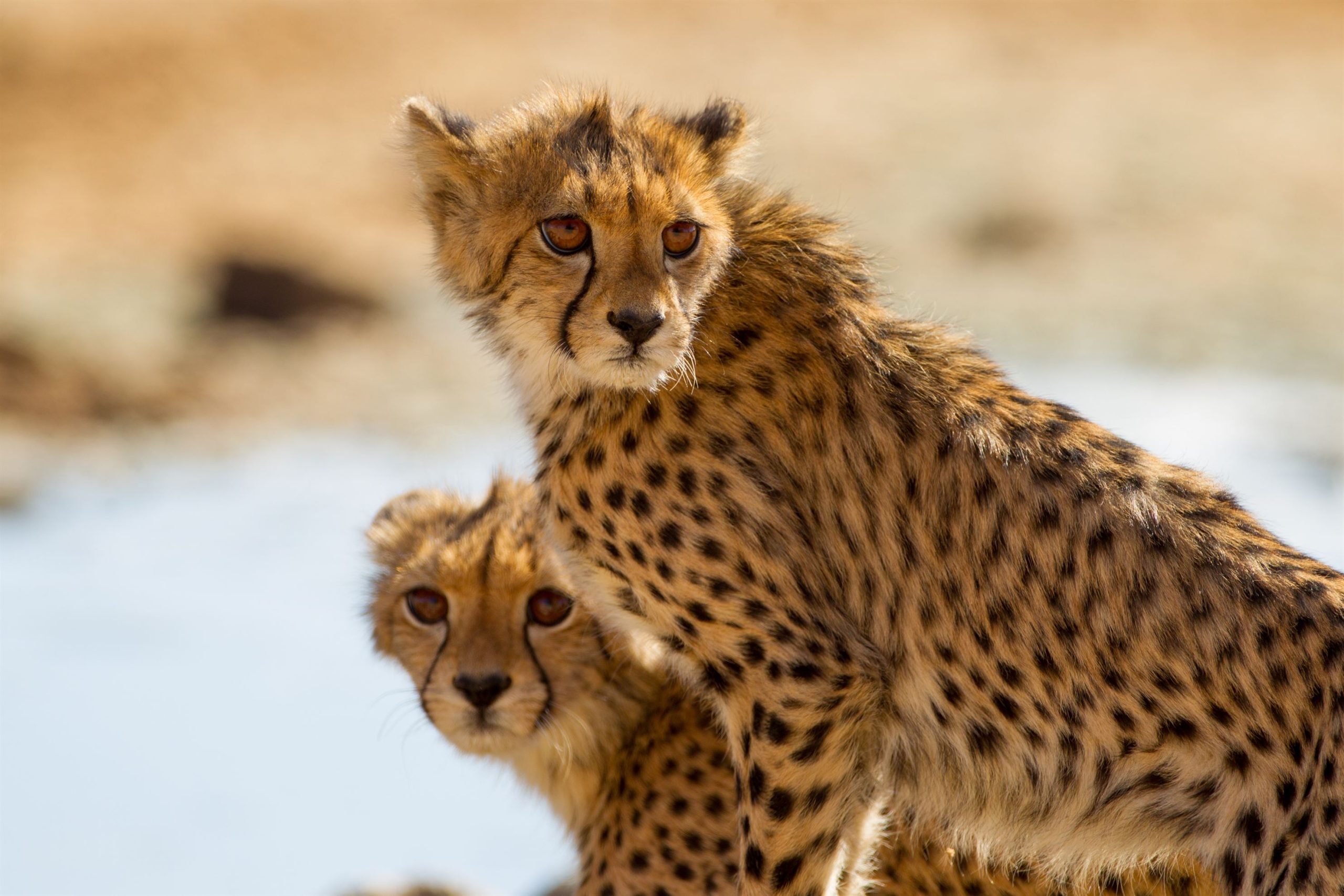 selective-focus-shot-of-magnificent-cheetahs-stand-2023-11-27-05-23-49-utc