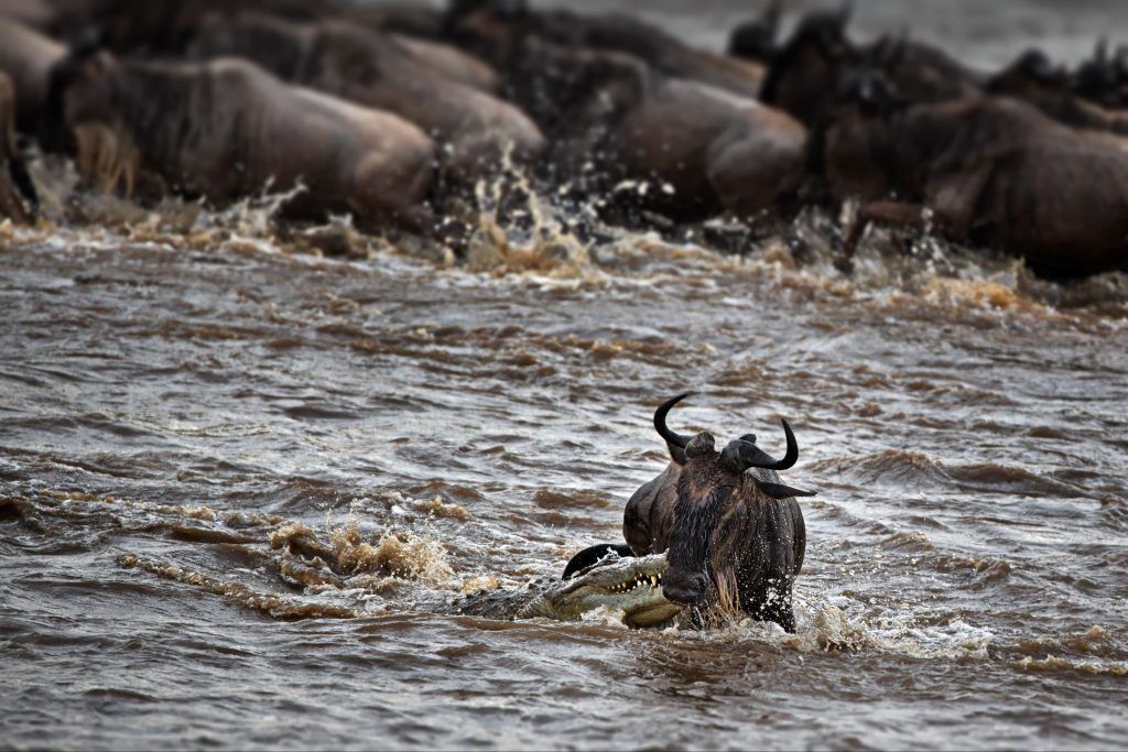 Wildebeest in a river during migration season