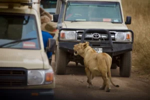 Safari vehicle on open savannah in Tanzania