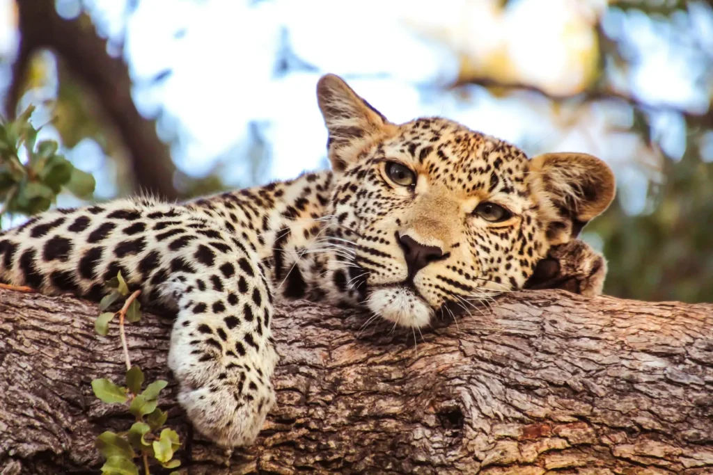 Northern Tanzania safari landscape