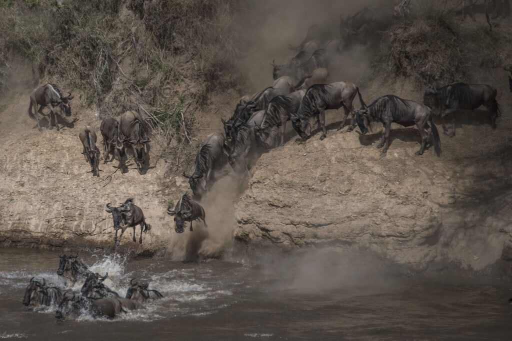 Wildebeest crossing during the Great Migration in Tanzania