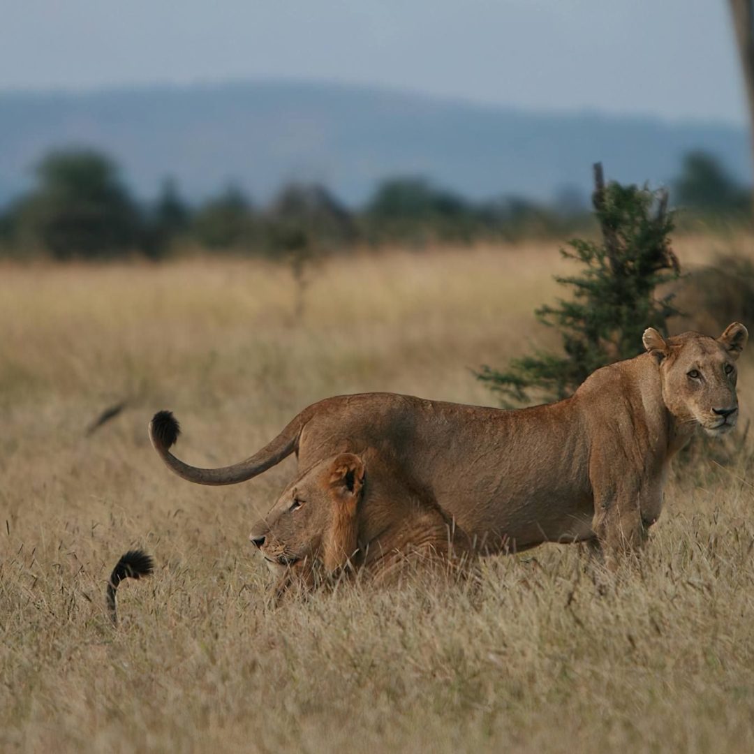 Lions in a Tanzania national park on a luxury safari route