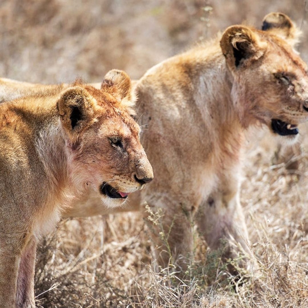 Wildlife landscape for a Tanzania midrange safari package