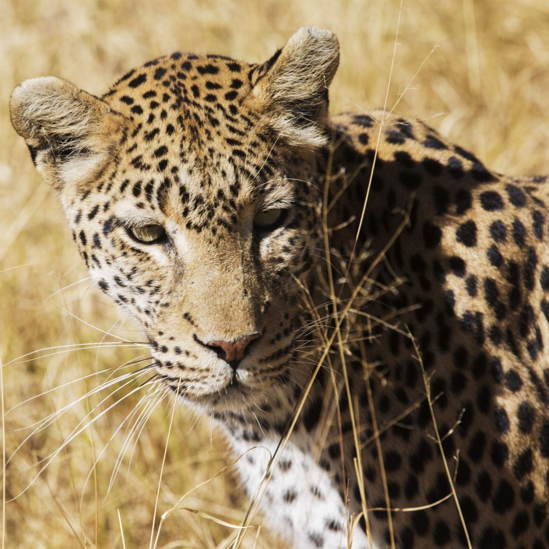 Leopard walking through savanna on a Tanzania wildlife safari