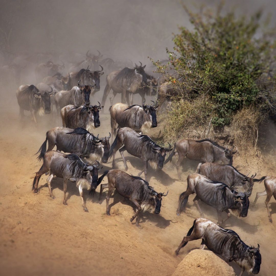 Wildebeest herd on a Great Migration safari route