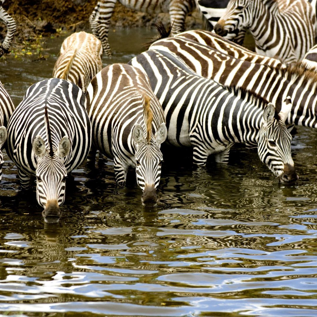 Zebras in Arusha National Park on a short safari route
