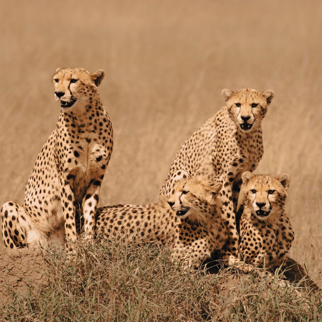 Leopard image used for Tanzania budget safari planning