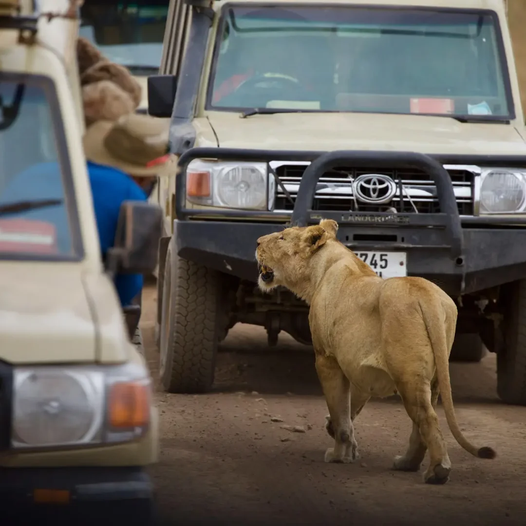 Safari vehicle on open savannah in Tanzania